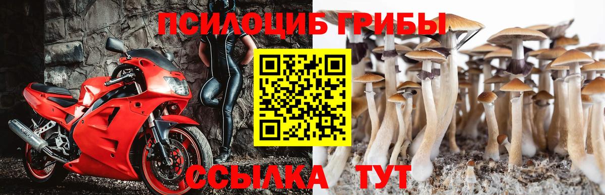 Псилоцибиновые грибы Psilocybine cubensis Ртищево